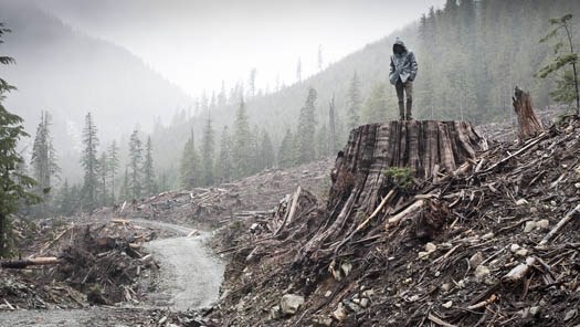 If a Tree Falls